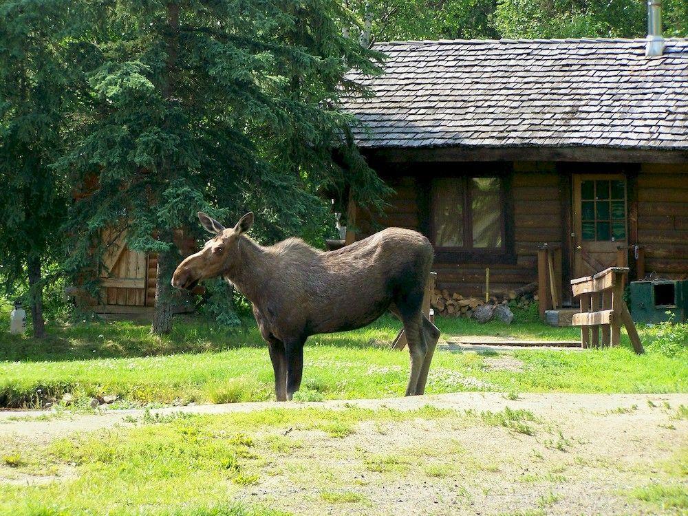 Chena Hot Springs Resort 페어뱅크스 외부 사진